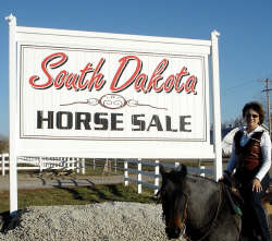 south dakota horse sales horse sales 250x221